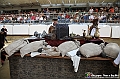 VBS_0958 - Palio di Asti 2024